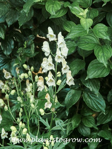 White Monkshood (Aconitum napellus album)
(July 19)